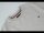 Mercedes-Benz Sweatshirt Herren XXL